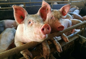 Pigs in a Sosua farm